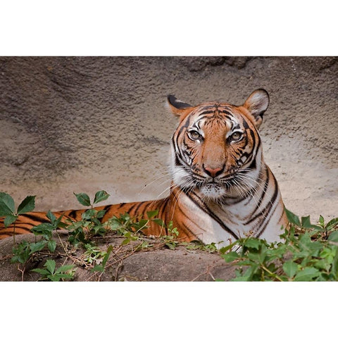 Malayan Tigress Black Modern Wood Framed Art Print with Double Matting by Galloimages Online