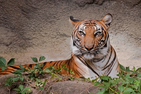 Malayan Tigress White Modern Wood Framed Art Print with Double Matting by Galloimages Online