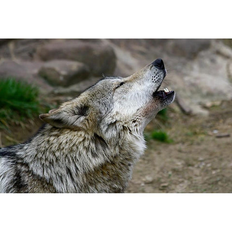 Mexican Wolf White Modern Wood Framed Art Print by Galloimages Online