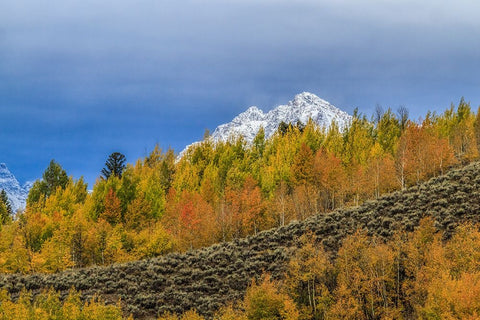 Mountain Fall Color White Modern Wood Framed Art Print with Double Matting by Galloimages Online