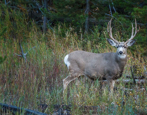 Mule Deer Buck White Modern Wood Framed Art Print with Double Matting by Galloimages Online