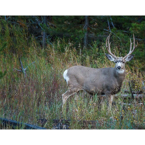 Mule Deer Buck Gold Ornate Wood Framed Art Print with Double Matting by Galloimages Online