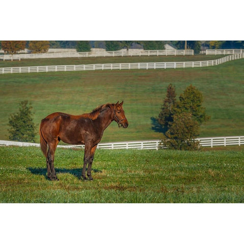 Out Standing In His Field (Oil Paint) White Modern Wood Framed Art Print by Galloimages Online