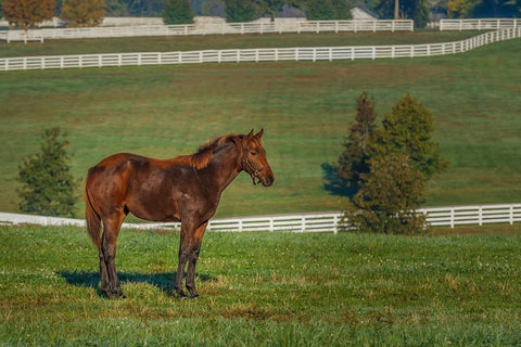 Out Standing In His Field (Oil Paint) Black Ornate Wood Framed Art Print with Double Matting by Galloimages Online