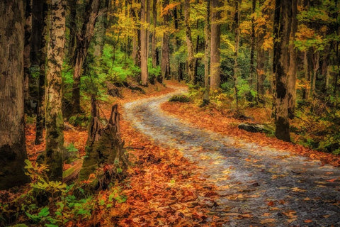 Path In Greenbrier Watercolor Black Ornate Wood Framed Art Print with Double Matting by Galloimages Online