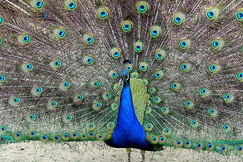 Peacock 1 Black Ornate Wood Framed Art Print with Double Matting by Galloimages Online