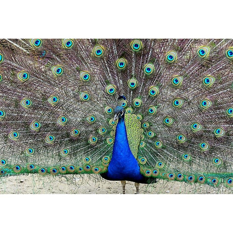 Peacock 1 Black Modern Wood Framed Art Print by Galloimages Online