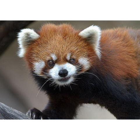 Red Panda Black Modern Wood Framed Art Print with Double Matting by Galloimages Online