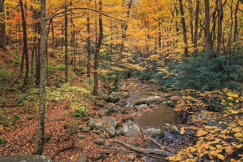 Roaring Fork Stream Black Ornate Wood Framed Art Print with Double Matting by Galloimages Online