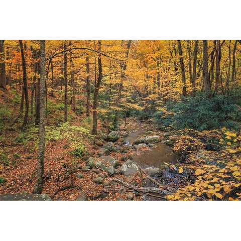 Roaring Fork Stream Black Modern Wood Framed Art Print with Double Matting by Galloimages Online