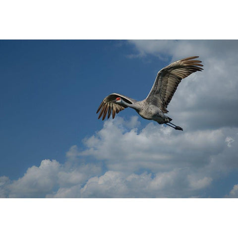 Sandhill Crane In Flight White Modern Wood Framed Art Print by Galloimages Online