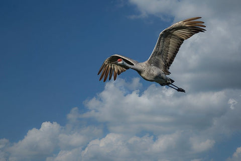 Sandhill Crane In Flight White Modern Wood Framed Art Print with Double Matting by Galloimages Online