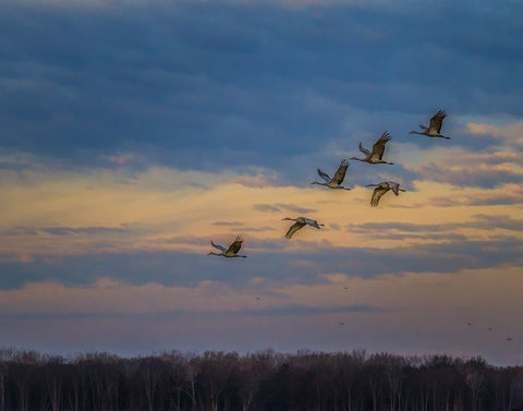 Sandhill Cranes At Sunrise Black Ornate Wood Framed Art Print with Double Matting by Galloimages Online