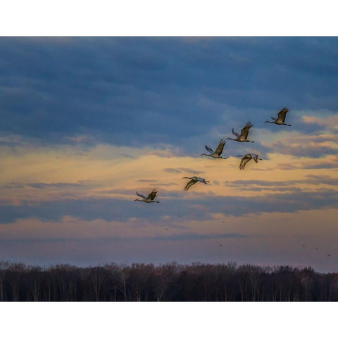 Sandhill Cranes At Sunrise White Modern Wood Framed Art Print by Galloimages Online