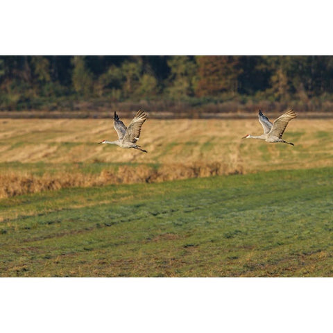 Sandhills Take Flight White Modern Wood Framed Art Print by Galloimages Online