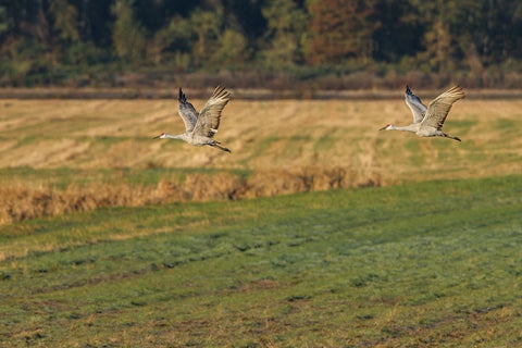 Sandhills Take Flight White Modern Wood Framed Art Print with Double Matting by Galloimages Online