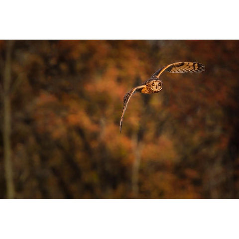 Short Eared Owl White Modern Wood Framed Art Print by Galloimages Online