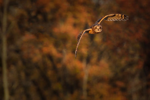 Short Eared Owl White Modern Wood Framed Art Print with Double Matting by Galloimages Online