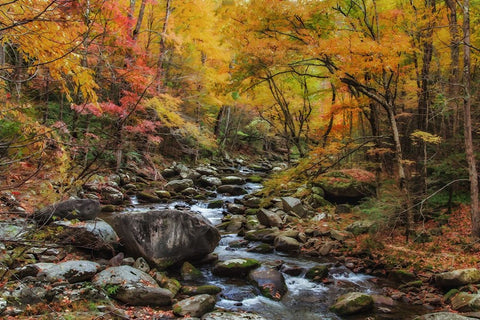 Tremont Stream Watercolor White Modern Wood Framed Art Print with Double Matting by Galloimages Online