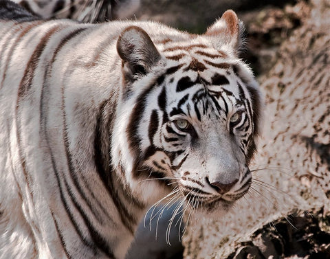 White Tiger 2 White Modern Wood Framed Art Print with Double Matting by Galloimages Online