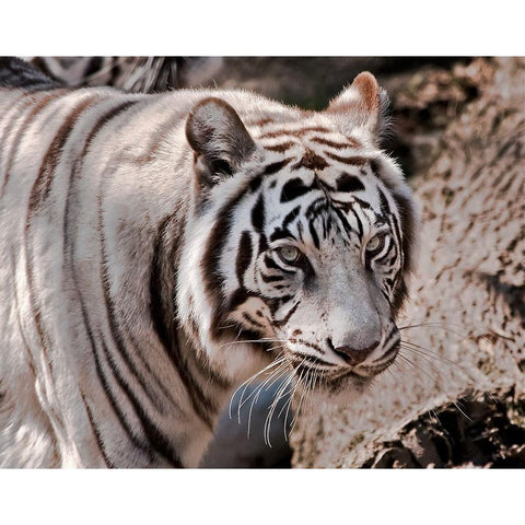 White Tiger 2 Black Modern Wood Framed Art Print by Galloimages Online