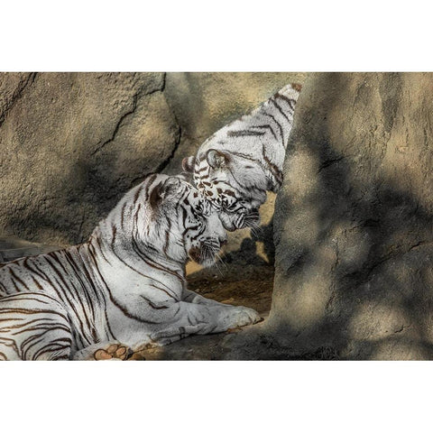 White Tiger Headbutt Gold Ornate Wood Framed Art Print with Double Matting by Galloimages Online