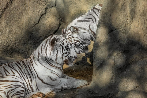 White Tiger Headbutt White Modern Wood Framed Art Print with Double Matting by Galloimages Online