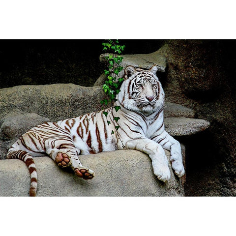 White Tiger White Modern Wood Framed Art Print by Galloimages Online