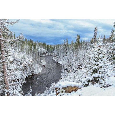 Yellowstone Winter In Fall White Modern Wood Framed Art Print by Galloimages Online