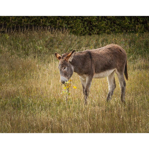 Young Burro Black Modern Wood Framed Art Print by Galloimages Online