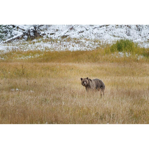 Young Grizzly In Yellowstone White Modern Wood Framed Art Print by Galloimages Online