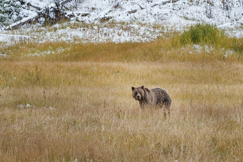 Young Grizzly In Yellowstone White Modern Wood Framed Art Print with Double Matting by Galloimages Online