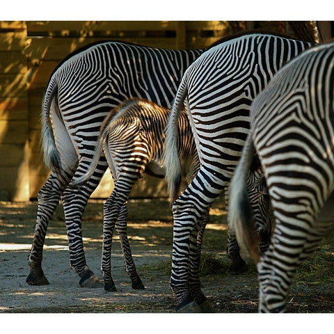 Zebra Bottoms Gold Ornate Wood Framed Art Print with Double Matting by Galloimages Online