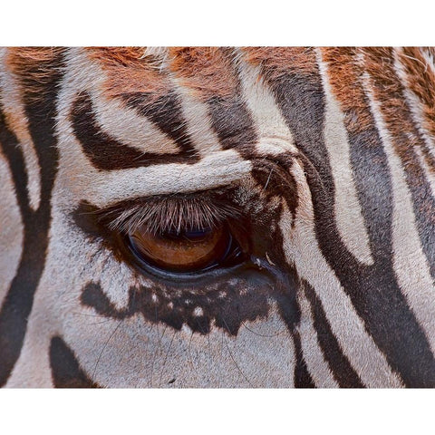 Zebra Eye White Modern Wood Framed Art Print by Galloimages Online