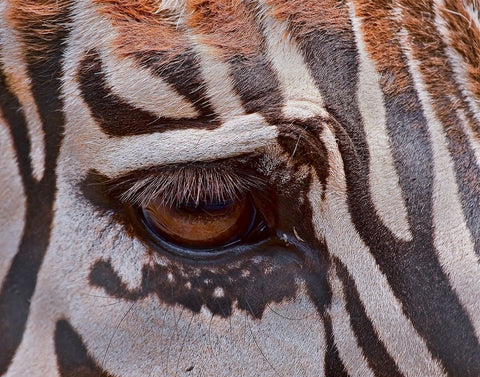 Zebra Eye Black Ornate Wood Framed Art Print with Double Matting by Galloimages Online