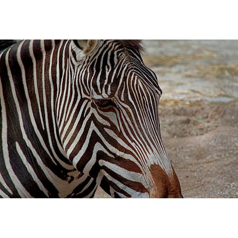 Zebra Black Modern Wood Framed Art Print with Double Matting by Galloimages Online