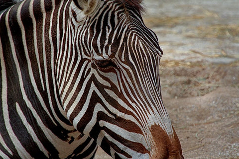 Zebra Black Ornate Wood Framed Art Print with Double Matting by Galloimages Online