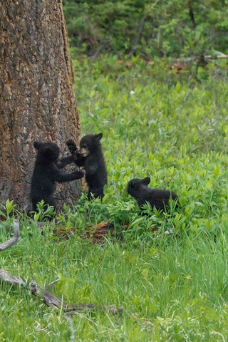 3 Black Bear Cubs (YNP) White Modern Wood Framed Art Print with Double Matting by Galloimages Online