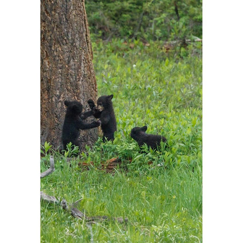 3 Black Bear Cubs (YNP) Black Modern Wood Framed Art Print with Double Matting by Galloimages Online