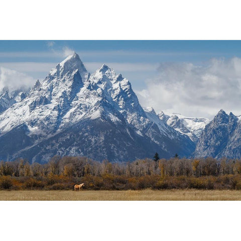 A Horse In Front Of The Grand Teton Gold Ornate Wood Framed Art Print with Double Matting by Galloimages Online