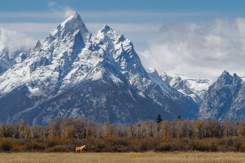 A Horse In Front Of The Grand Teton White Modern Wood Framed Art Print with Double Matting by Galloimages Online