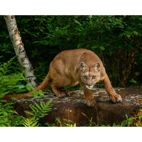 About To Pounce Gold Ornate Wood Framed Art Print with Double Matting by Galloimages Online