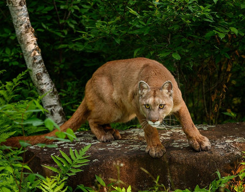 About To Pounce Black Ornate Wood Framed Art Print with Double Matting by Galloimages Online