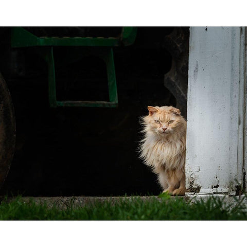 Barn Cat 2 Black Modern Wood Framed Art Print with Double Matting by Galloimages Online