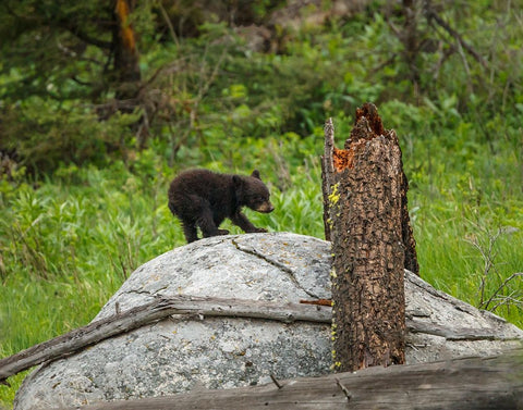 Bear Cub On Rock White Modern Wood Framed Art Print with Double Matting by Galloimages Online