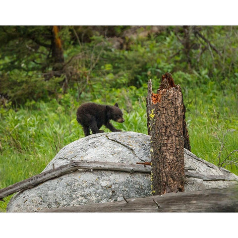 Bear Cub On Rock Gold Ornate Wood Framed Art Print with Double Matting by Galloimages Online