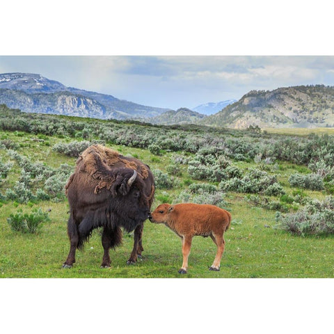 Bison And Calf (YNP) White Modern Wood Framed Art Print by Galloimages Online