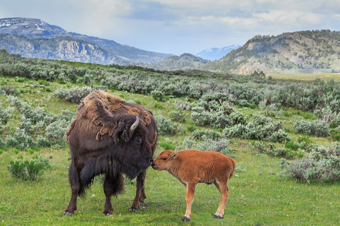 Bison And Calf (YNP) Black Ornate Wood Framed Art Print with Double Matting by Galloimages Online