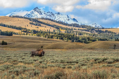 Bison By Electric Peak (YNP) Black Ornate Wood Framed Art Print with Double Matting by Galloimages Online