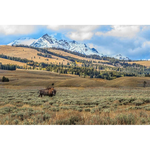 Bison By Electric Peak (YNP) White Modern Wood Framed Art Print by Galloimages Online